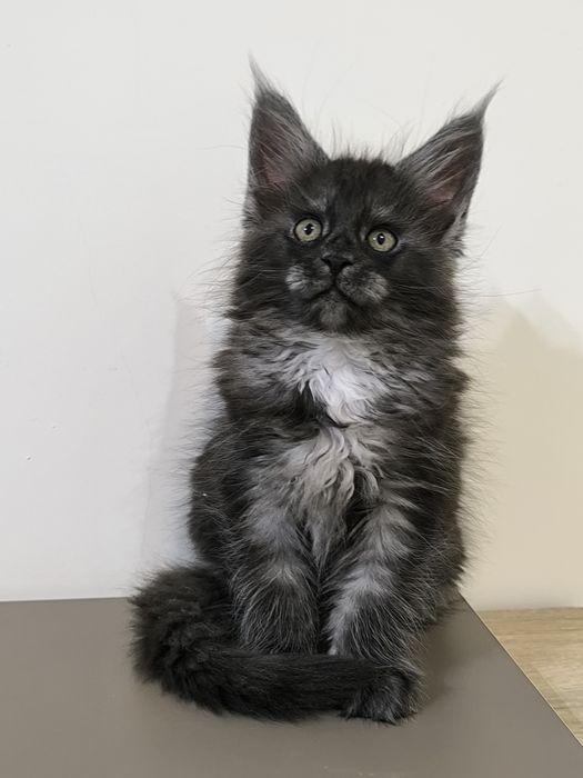 Kotka Maine Coon czarna dymna