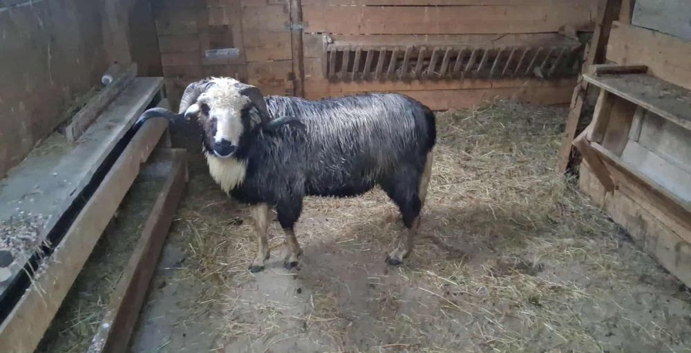 Sprzedam łysego barana
