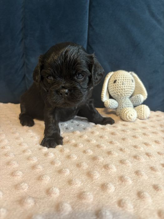 Cavalier King Charles Spaniel piesek.