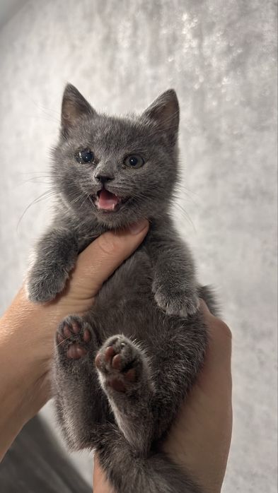 Шотландська прямовуха кішечка