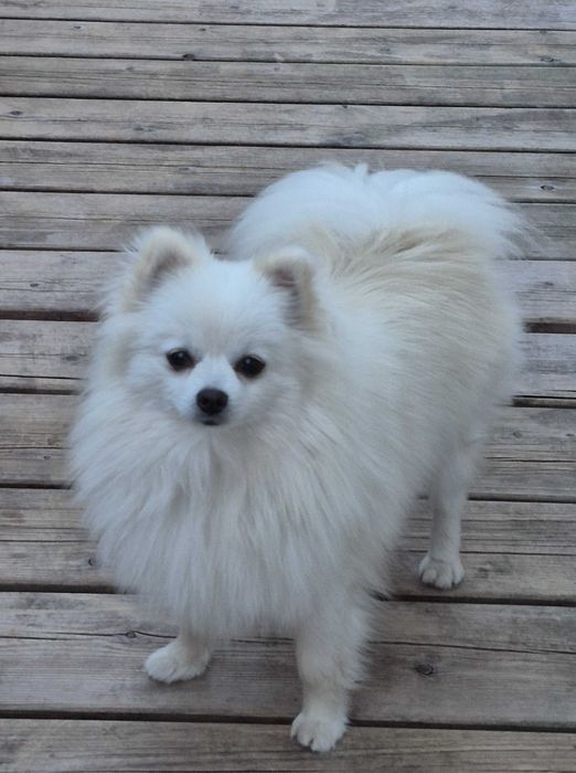 Pomeranian biała suczka