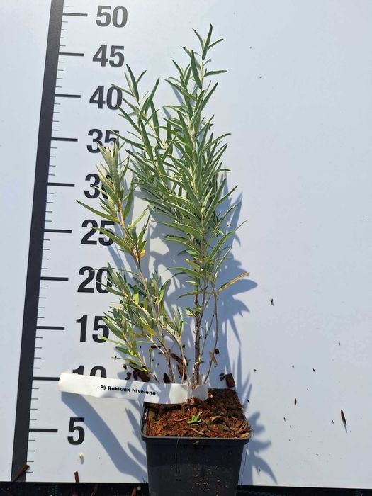 Rokitnik / Hippophae rham sadzonka doniczka P9