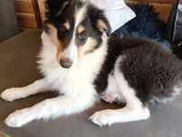 Owczarek szkocki collie tricolor