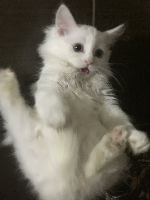 Отдам в хорошие руки котят