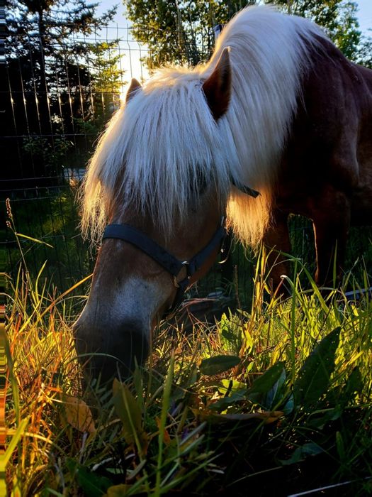 Sprzedam wałacha haflinger