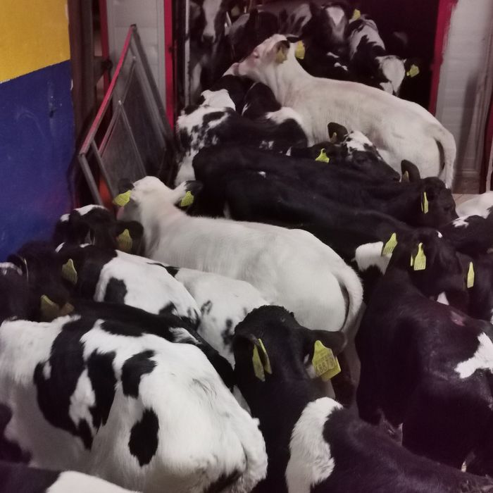 Cielaki Byczki mleczaki sysaki