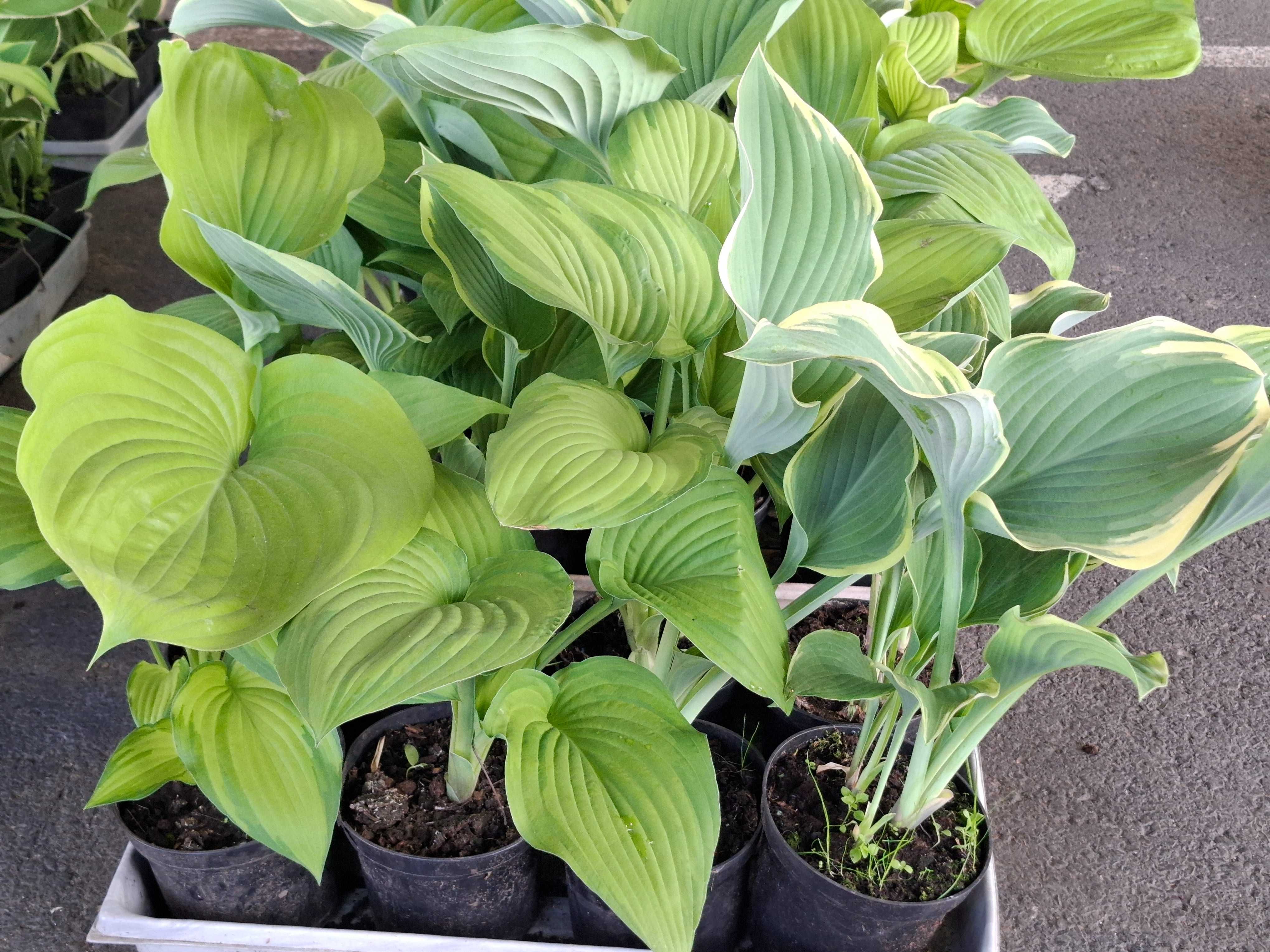 Funkia, Hosta różne rodzaje, hortensja ogrodowa i bukietowa.