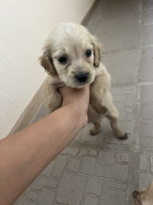 Щенята спанієлі шукають люблячий дім