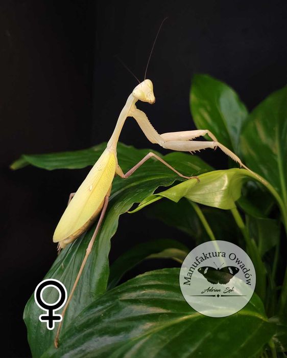 Modliszka Hierodula membranacea L4/5