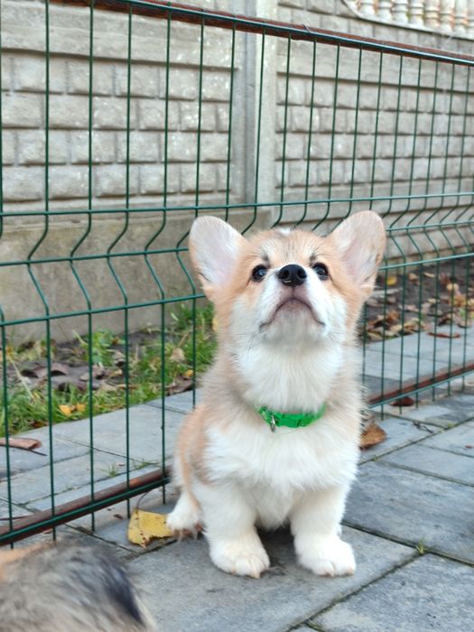 Корги пемброк , цуценята хлопці та дівчата. Ціна 850.00 евро.щенки