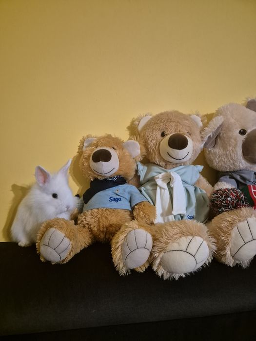 Królik miniaturka