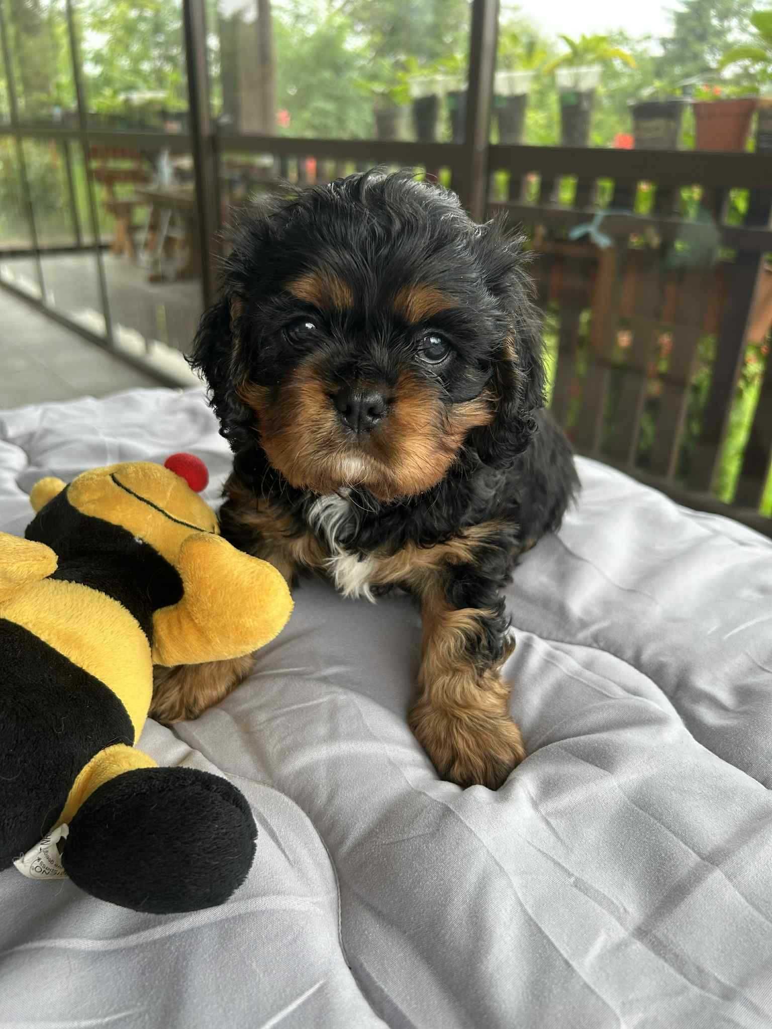 Suczka Cavalier King Charles Spaniel FCI