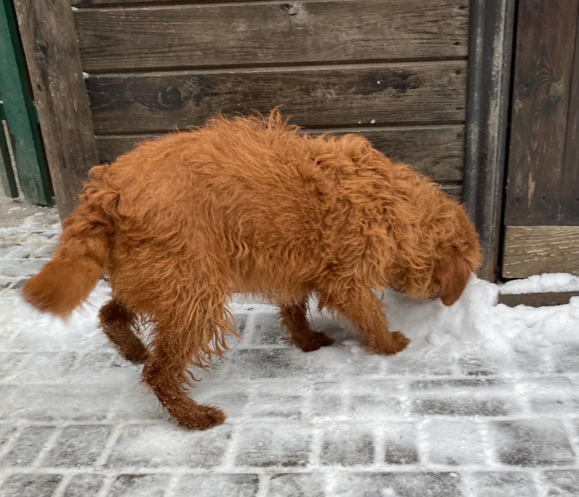 красавица Labradoodle F1 Киев