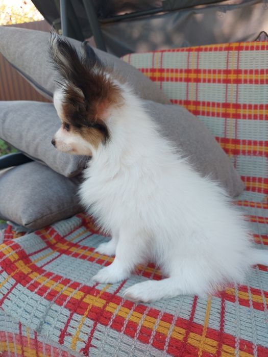 Папійон хлопчик ( папільон)