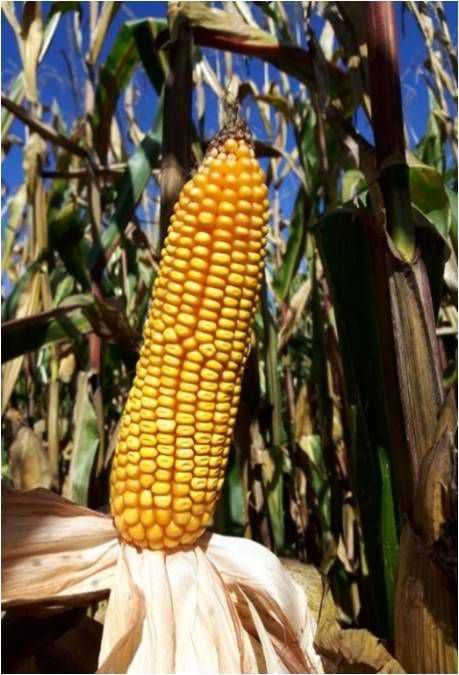 Nasiona kukurydzy JURENGA ziarno FAO 240/250 (80 tys. nasion)