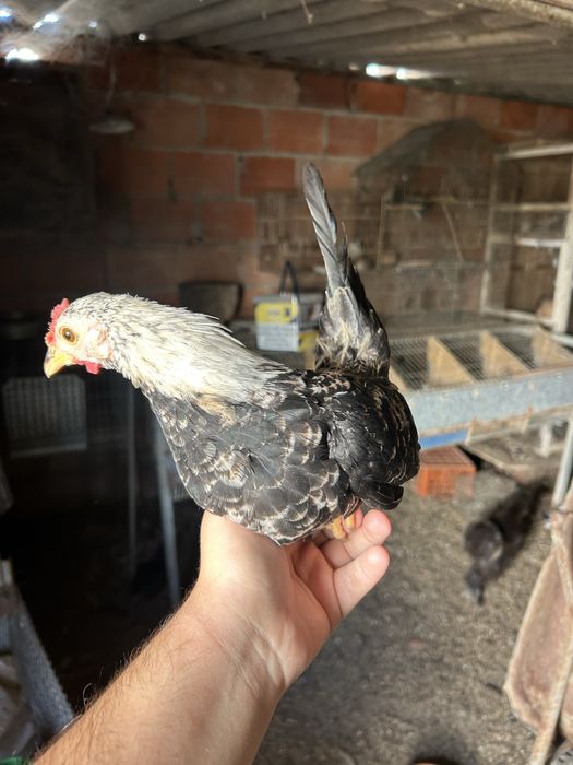 5 machos granizés/cocós