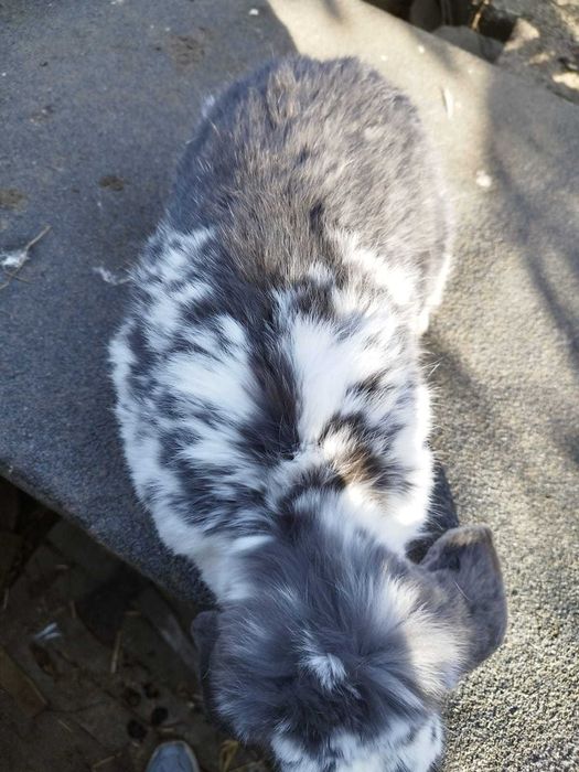 Samiec baran francuski sprzedaż lub zamiana