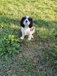 Cavalier King Charles Spaniel