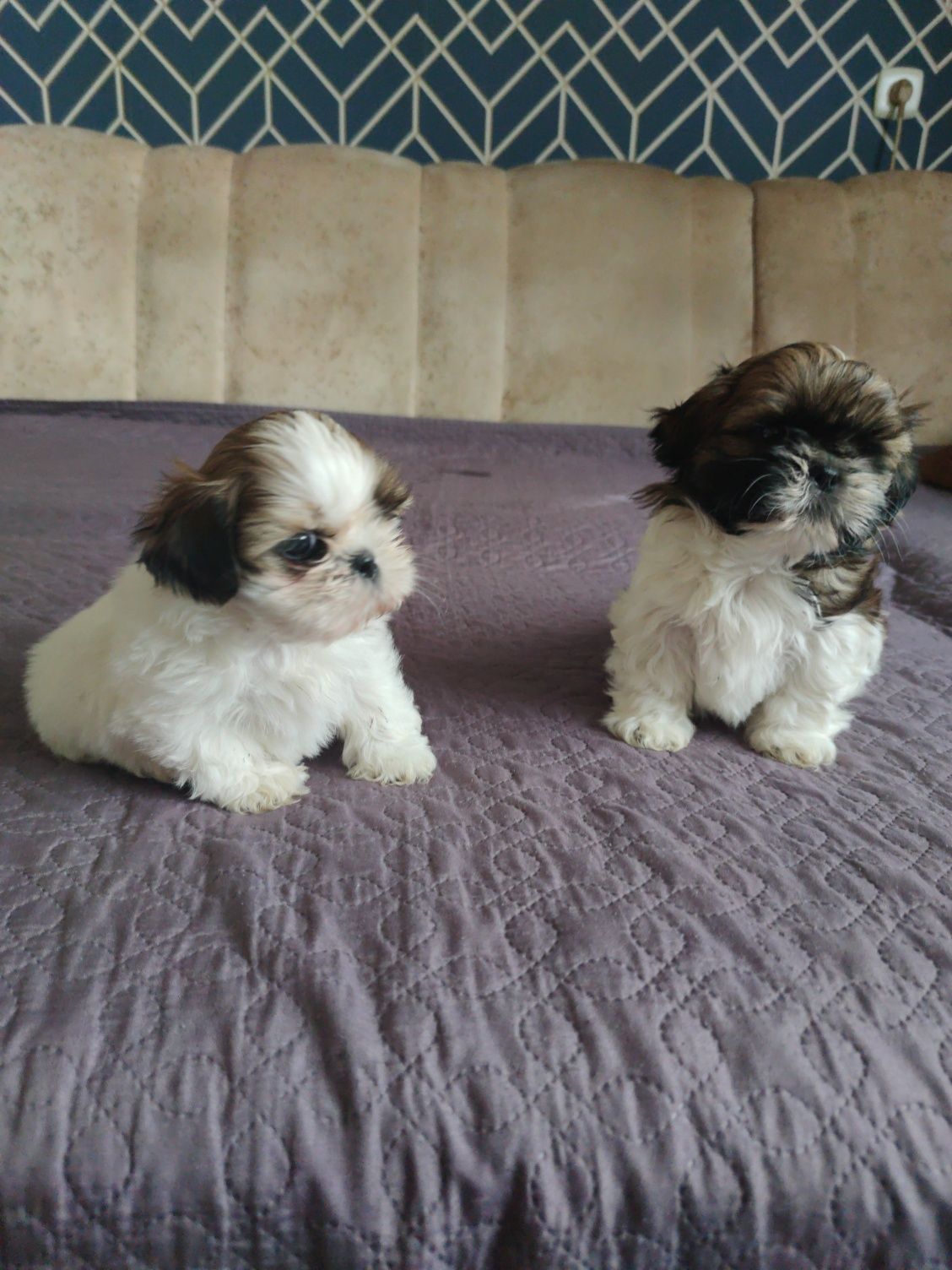 Piesek shih tzu piękny