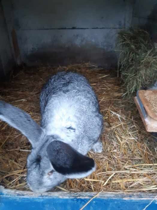 Króliki belgijskie szynszylowate