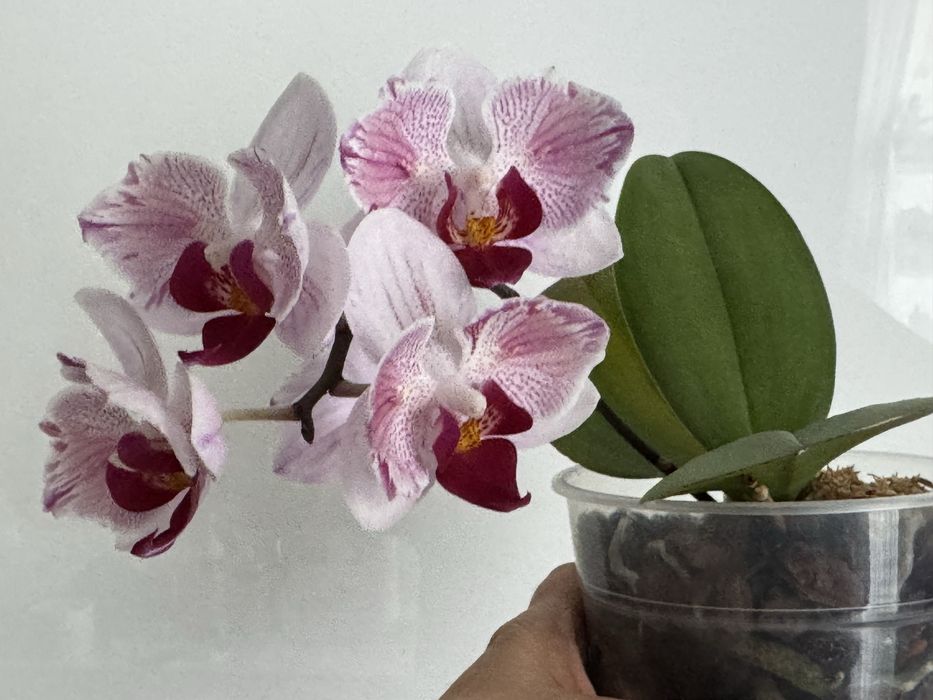 Продам домашні орхідеі