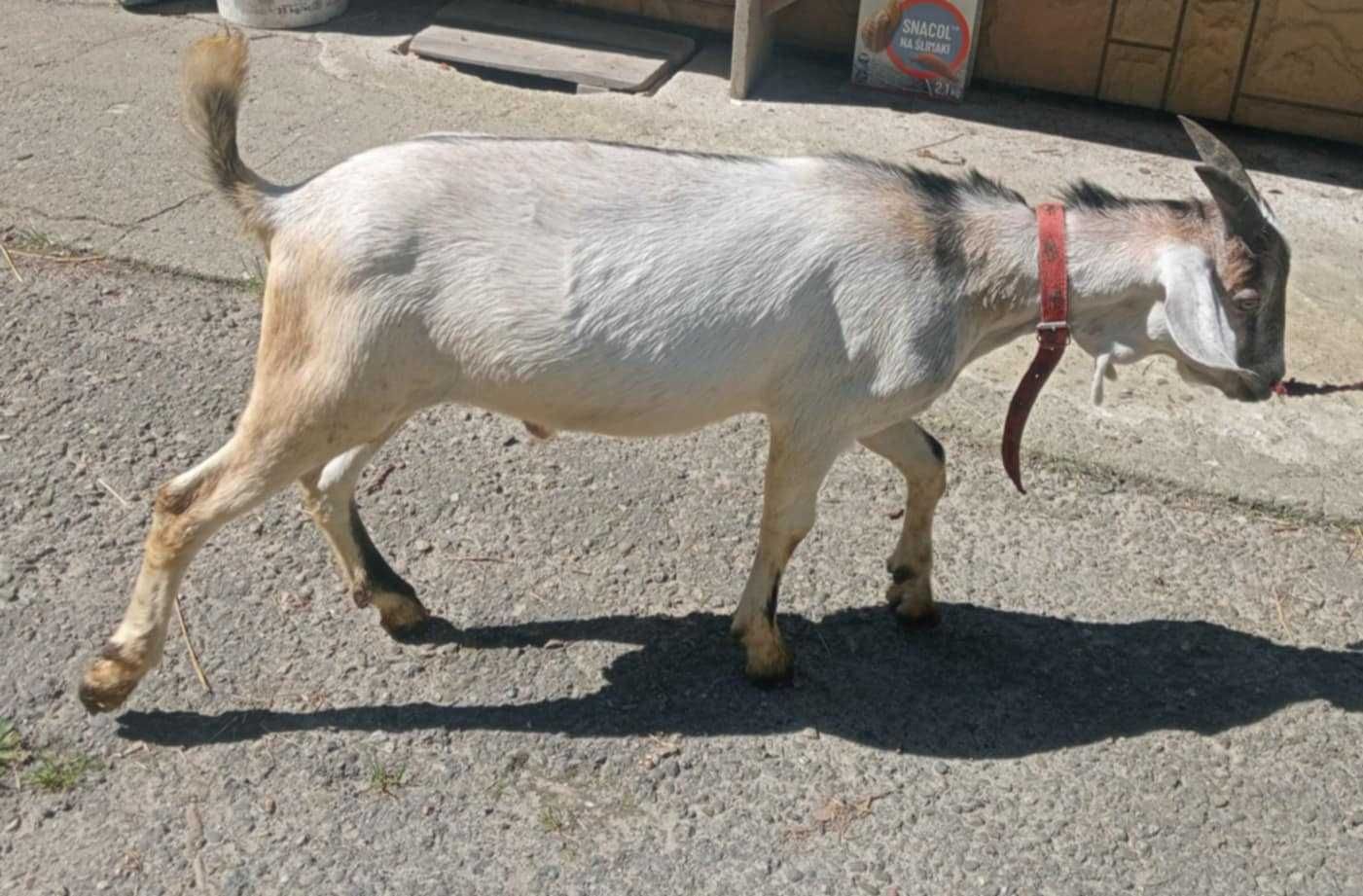 Sprzedam młodego koziołka