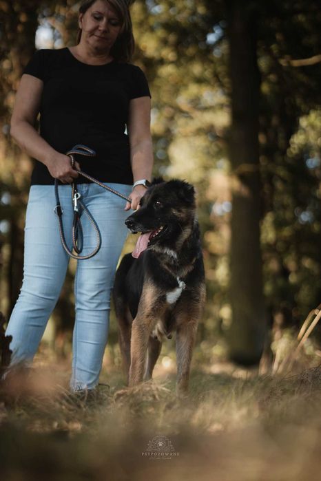 Zora w typie owczarek niemiecki Adoptuj słodziaka