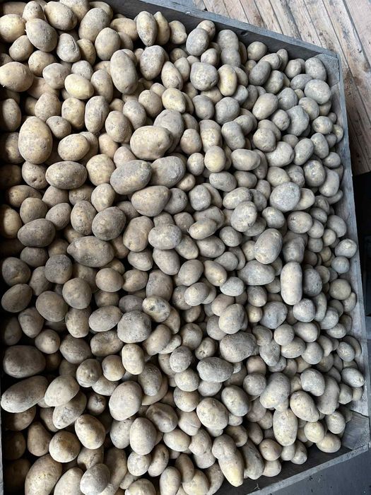 Sprzedam ziemniaki Soraya