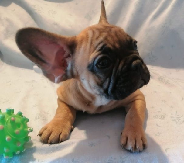 Bulldog FRANCÊS Menina  em de qualidade TOP