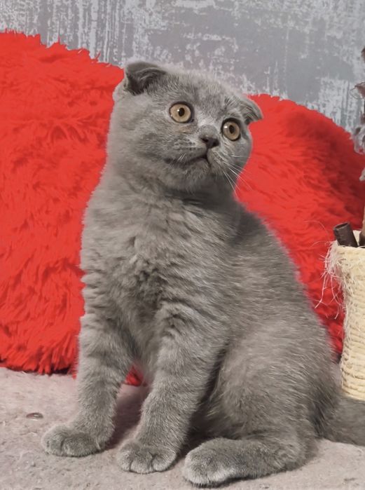 Висловуха дівчинка шотландська