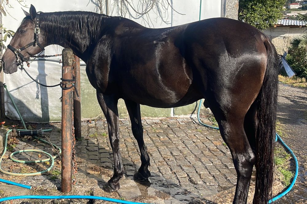 Puro Cavalo Lusitano