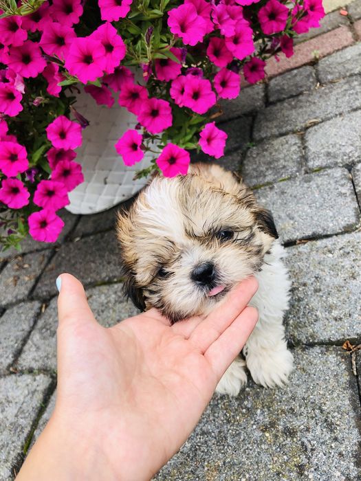Shih tzu szczeniaczek