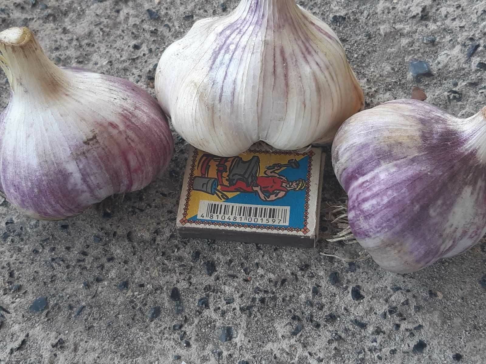 картопля, буряк фасоля