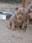 American bully suczka