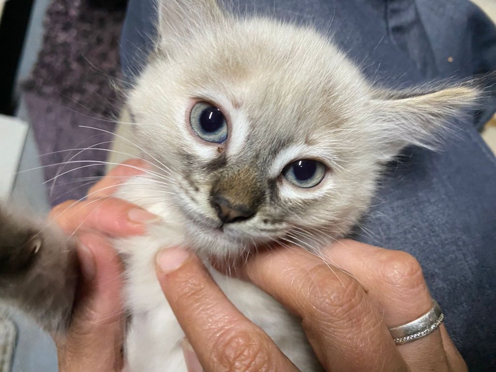 3 gatinhas para adopção