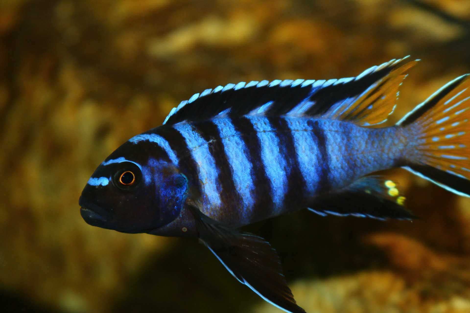 Pseudotropheus Elongatus Mpanga, Pyszczaki malawi, wysyłka