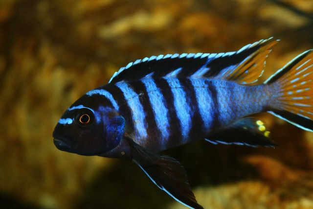 Pyszczaki malawi,  Pseudotropheus Elongatus Mpanga