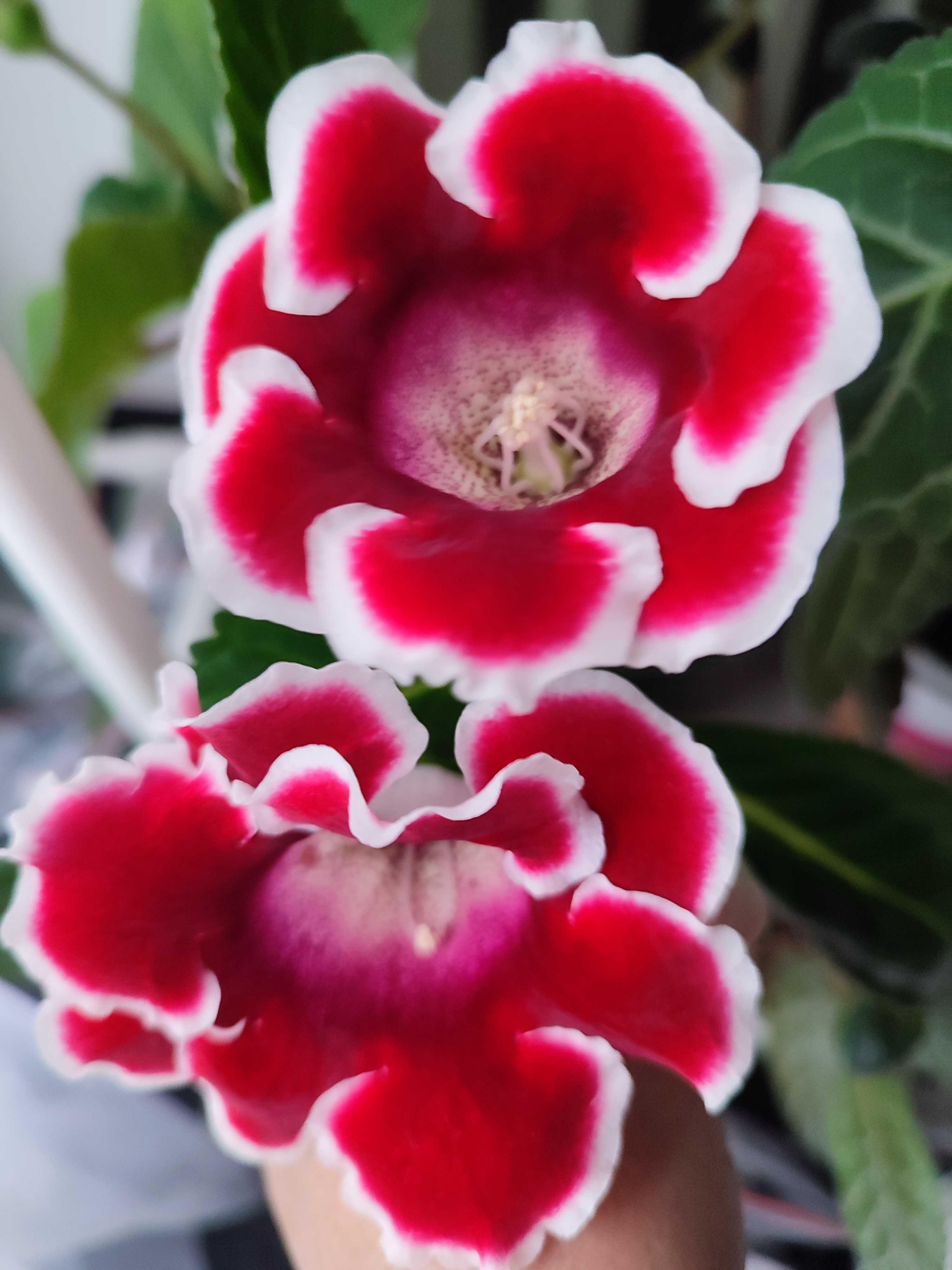 Gloksynia (sinningia speciosa) liście zestaw 5 sztuk