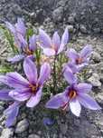 Крокус Шафран посівний (Crocus Sativus)