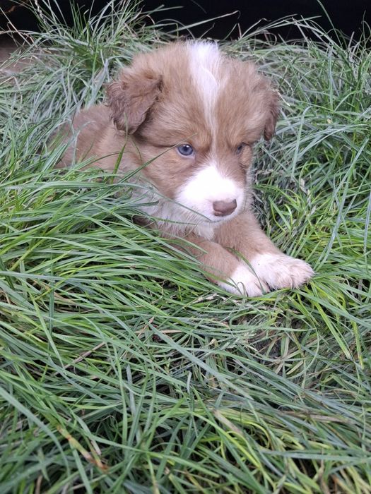 Szczeniak Border Collie Agent