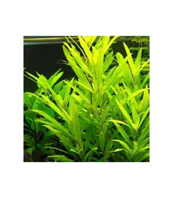 Hygrophila Siamensis – Planta aquática