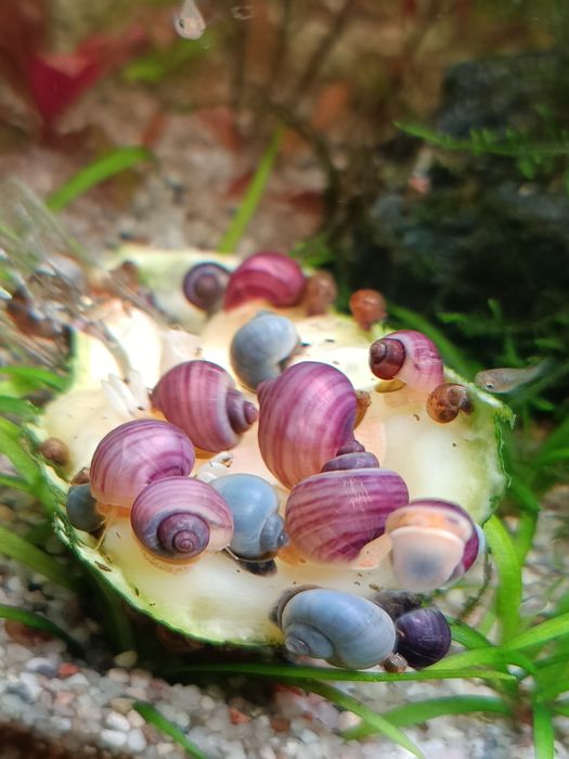 Ślimaki akwariowe fioletowe, różowe i błękitne