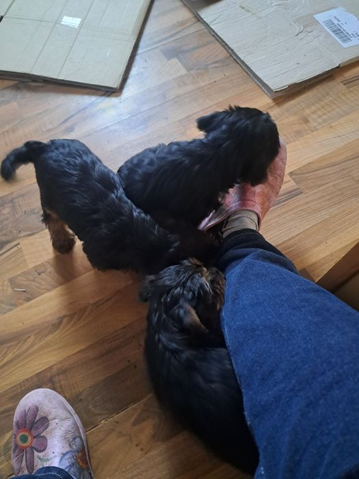 Psiaki 2 miesieczne duże yorki