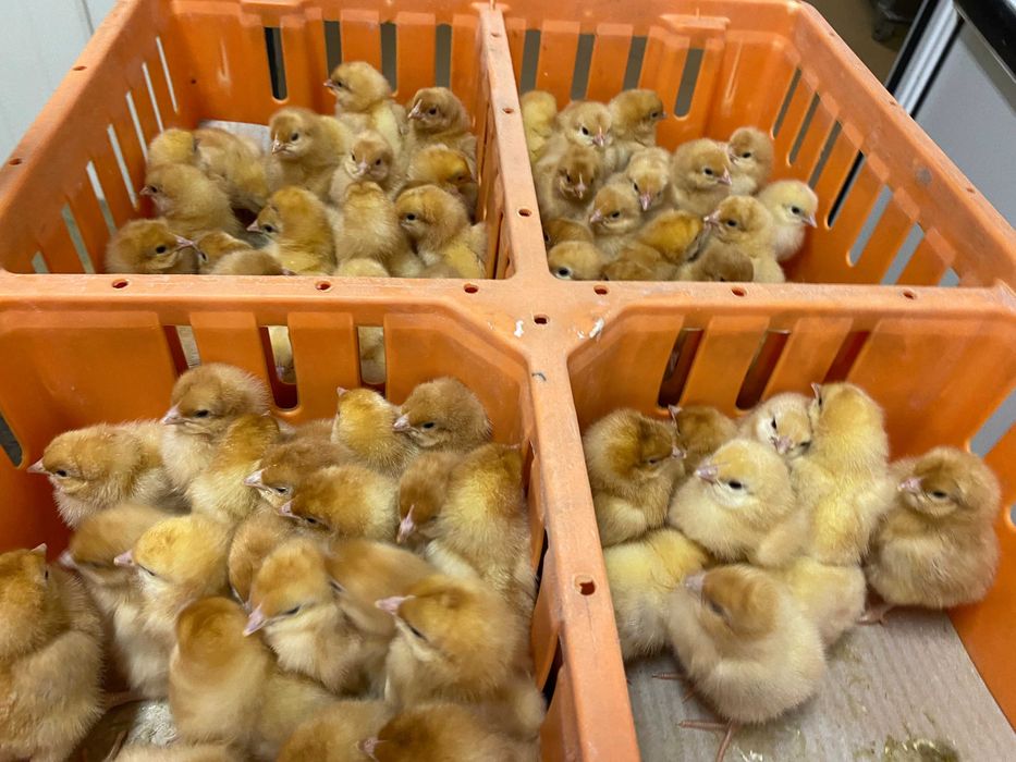 Kurczaki pisklęta nioski, brojlery, Leghorn, Greenshell, Sussex, Rosa