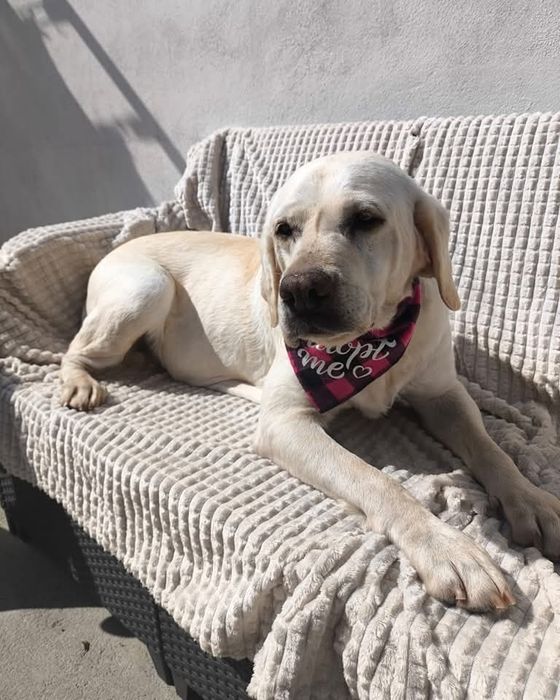 Bonnie- cadela de porte grande, labrador para adoção
