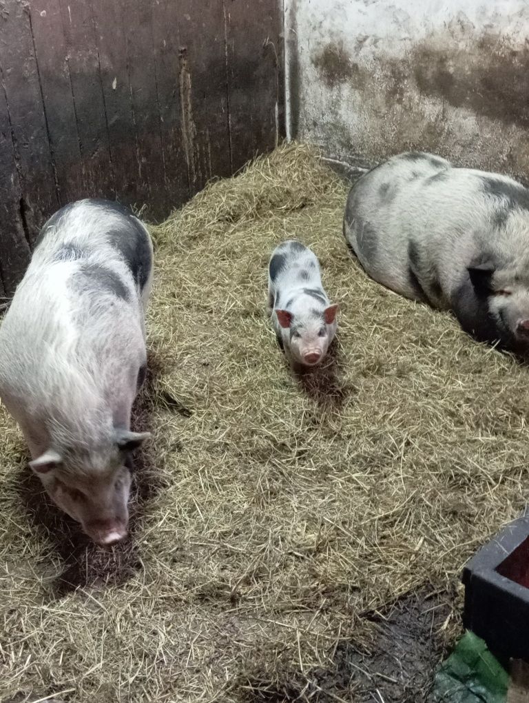 Świnka wietnamka mała łaciata maciorka