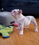 Buldog angielski sunia merle