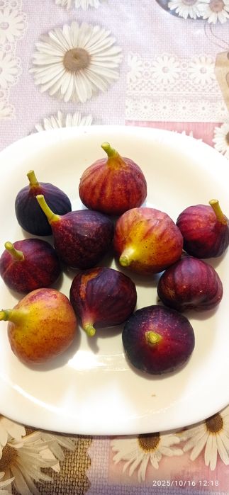 Черенки инжира. Живці інжиру.