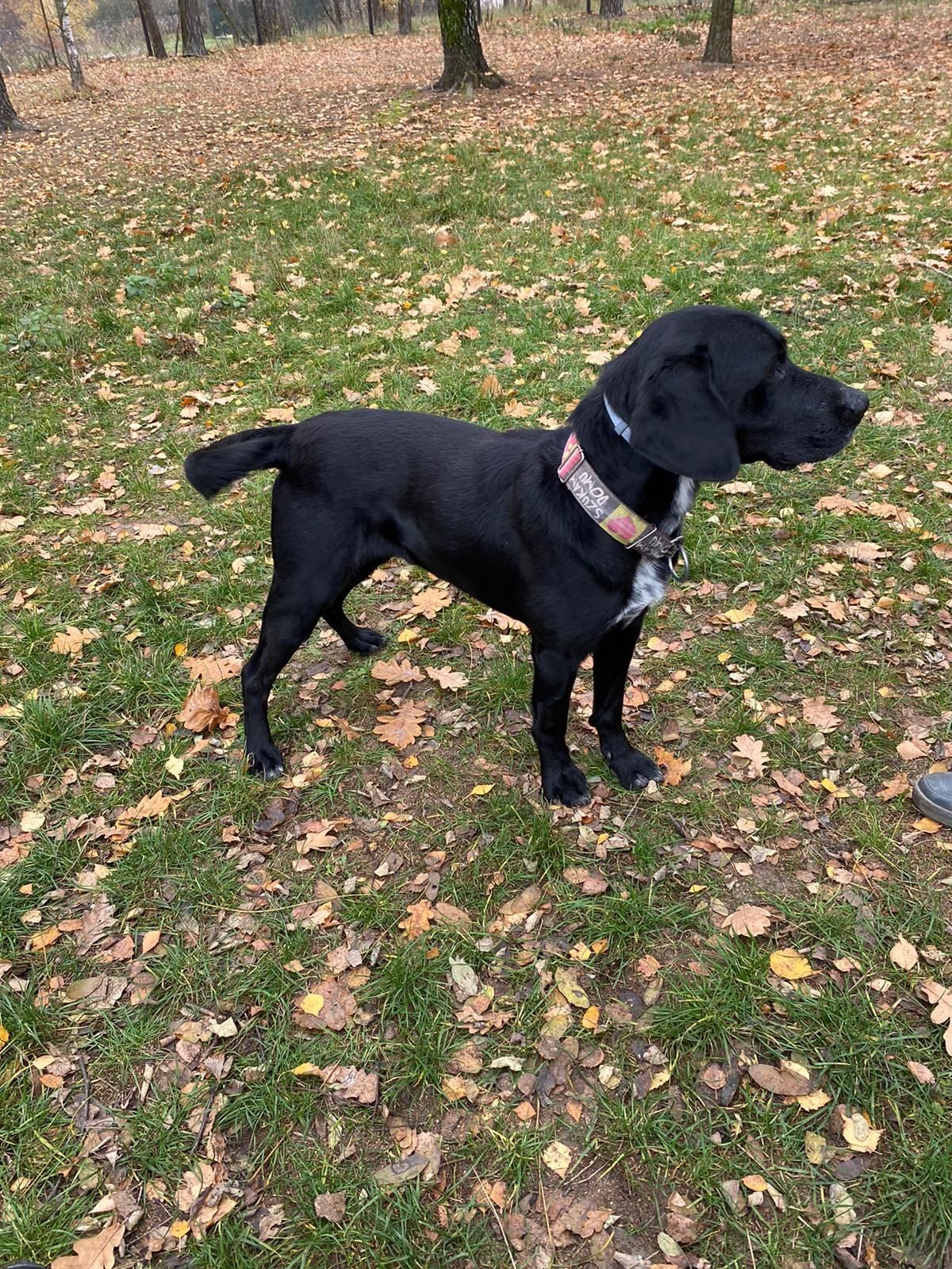 Tosiek w typie labradora szuka domu