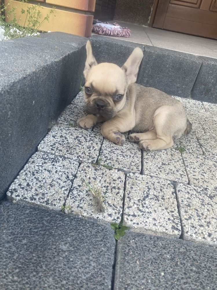 Buldog francuski